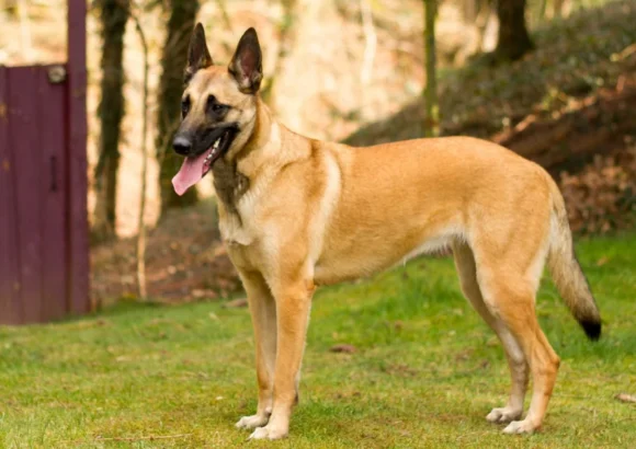 Le Malinois Belge : Un Chien de Travail Polyvalent et Fidèle