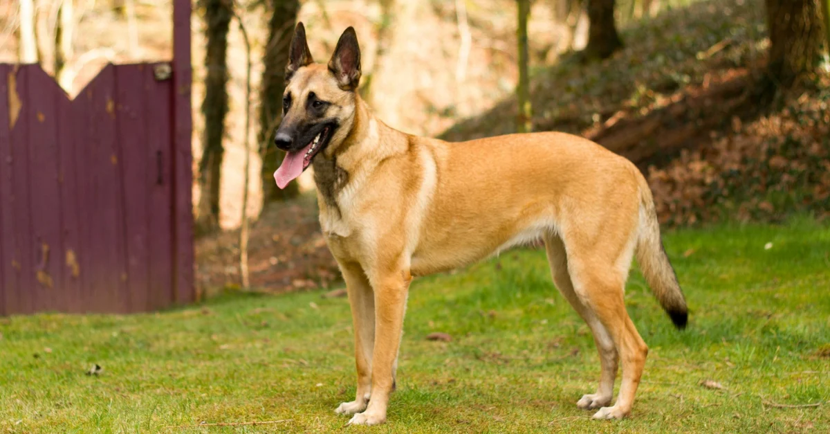 Le Malinois Belge : Un Chien de Travail Polyvalent et Fidèle