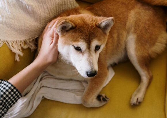 La Prévention des Parasites chez les Chiens
