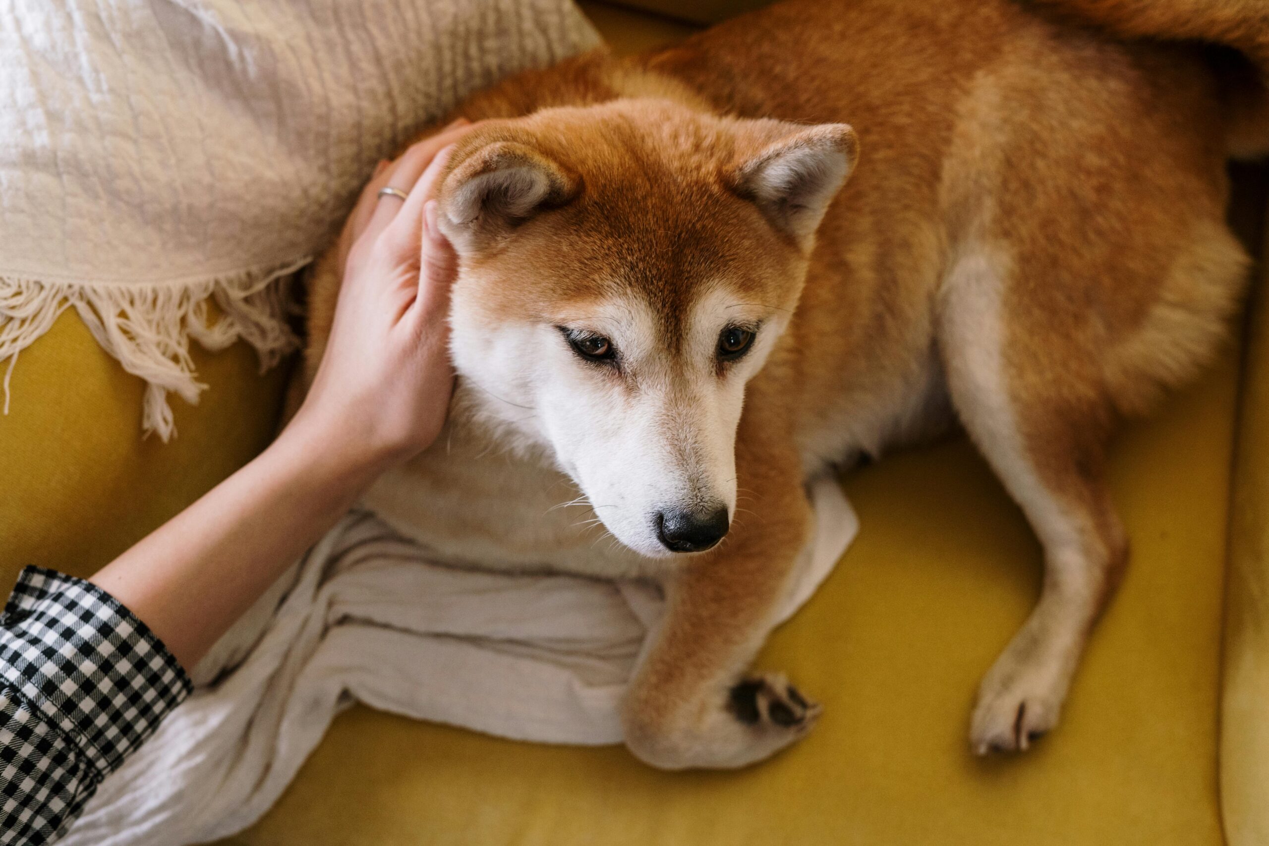 La Prévention des Parasites chez les Chiens