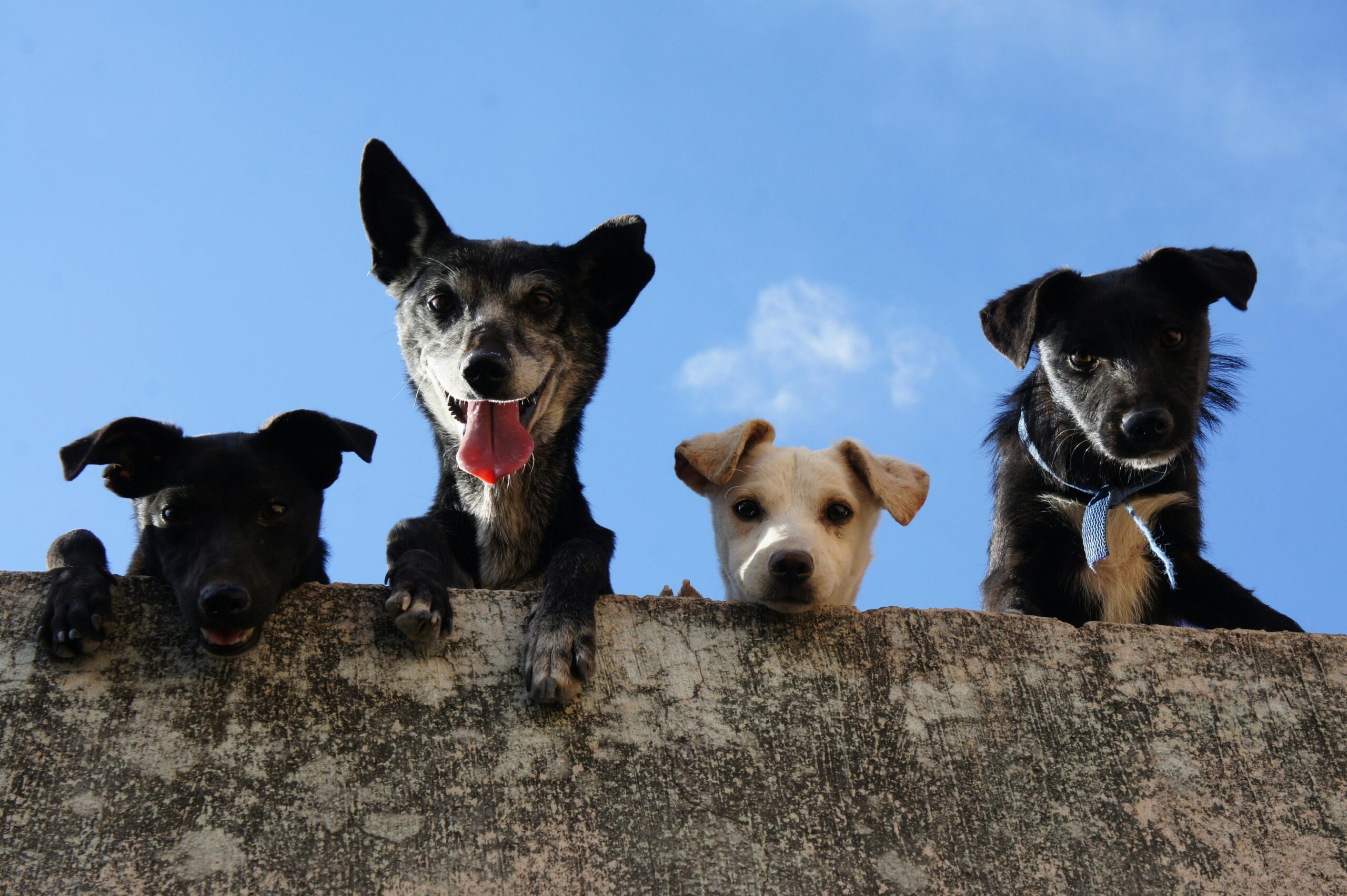 L’Importance de la Socialisation pour les Chiens