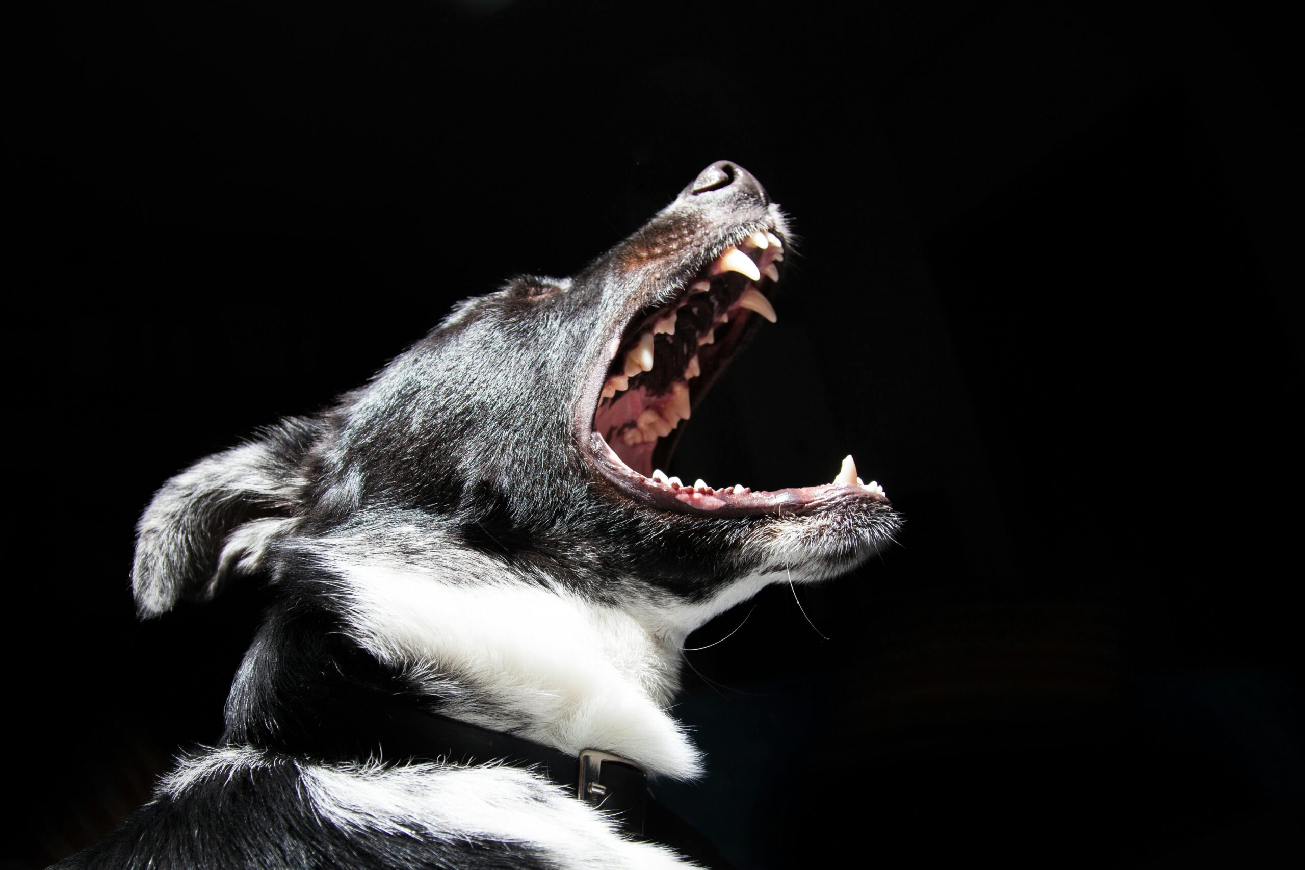 Maintenir une Bonne Hygiène Dentaire chez les Chiens