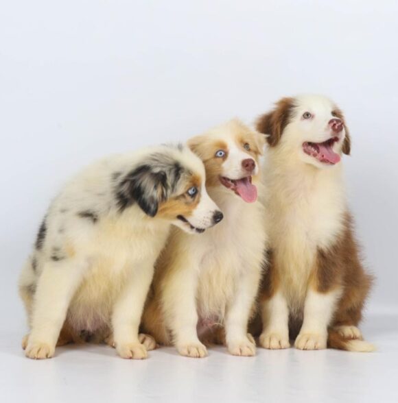 The Pet’s Club Maroc