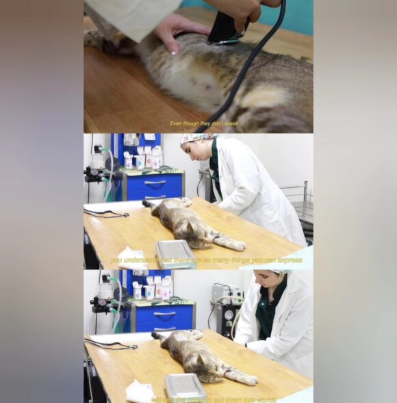 Clinique vétérinaire bouayad
