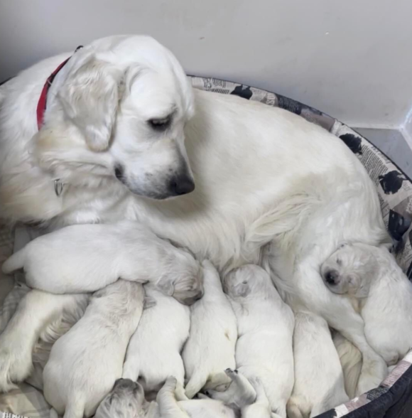 Elevage puppy casa