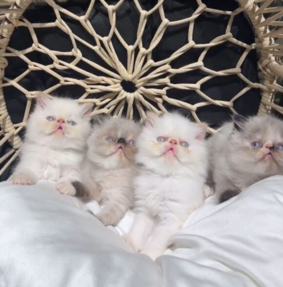 Call Me Fluffy
