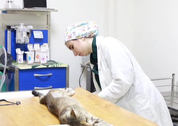 Clinique vétérinaire bouayad