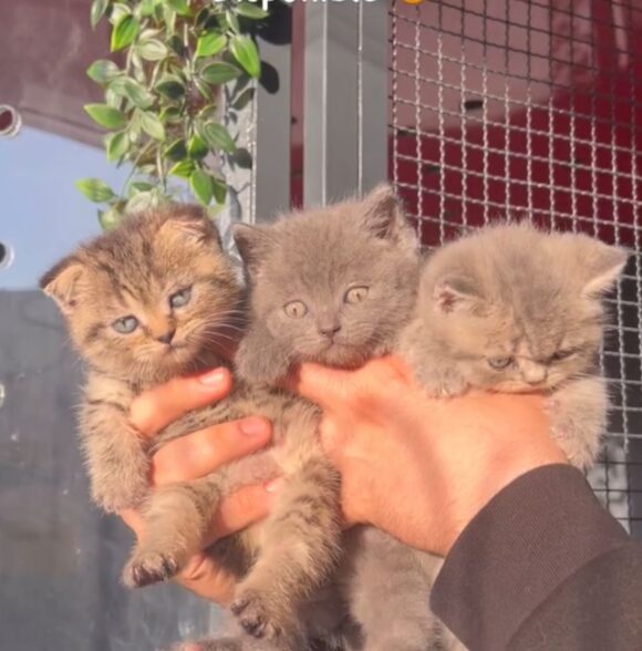 Call Me Fluffy