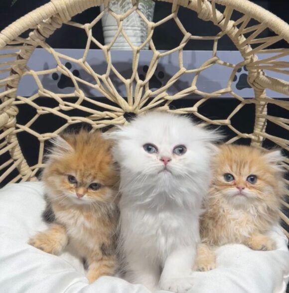 Call Me Fluffy