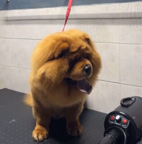 Call Me Fluffy