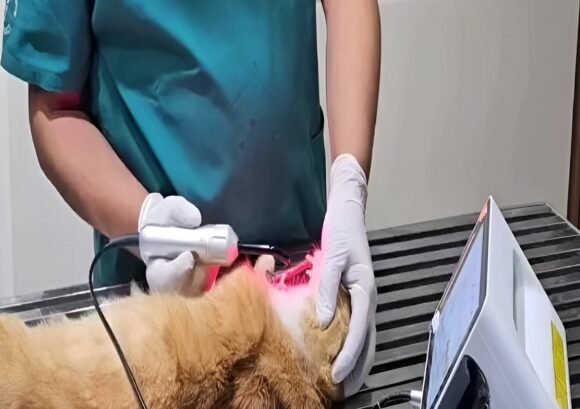 Clinique vétérinaire ghandi