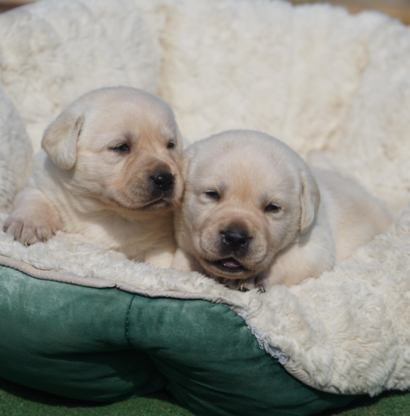 Elevage puppy casa