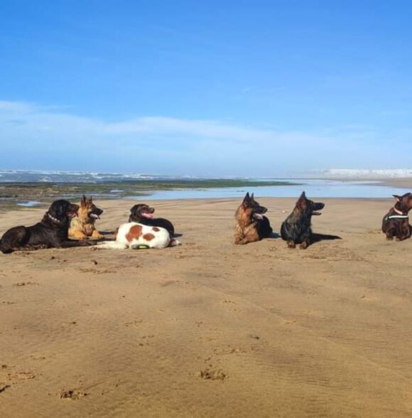 Twin Dog Training Club