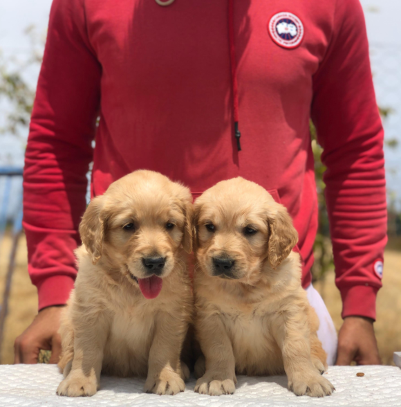 Elevage puppy casa