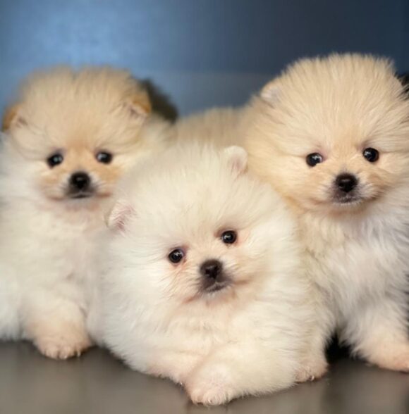 The Pet’s Club Maroc