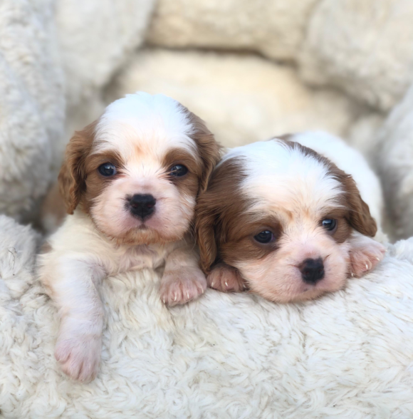 Elevage puppy casa