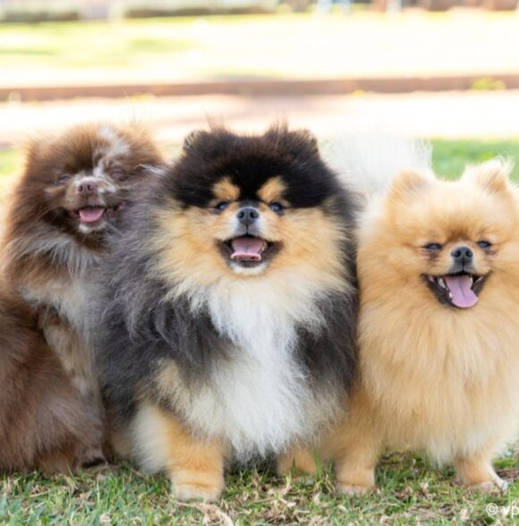 The Pet’s Club Maroc