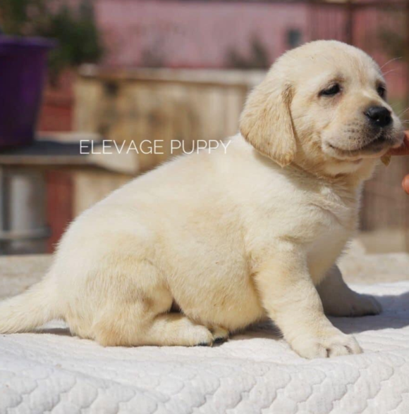 Elevage puppy casa