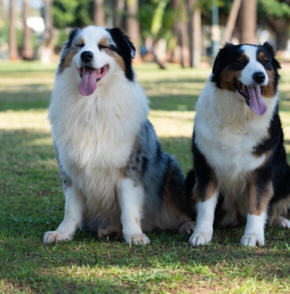 The Pet’s Club Maroc