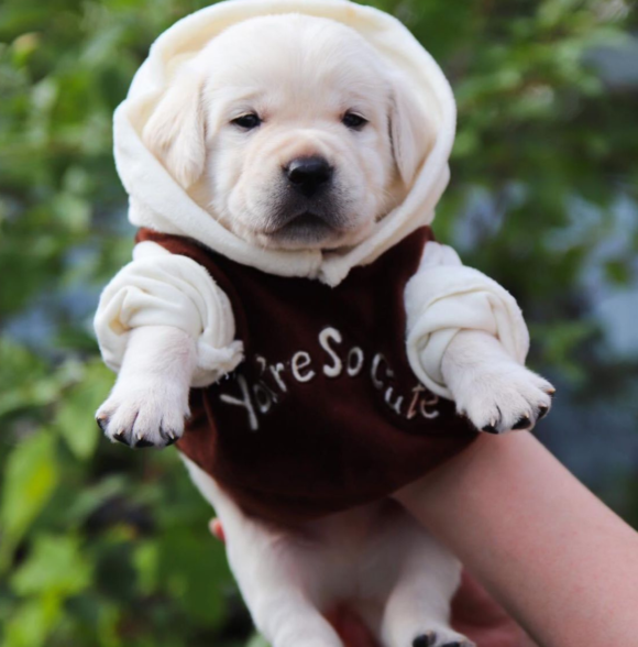 Elevage puppy casa