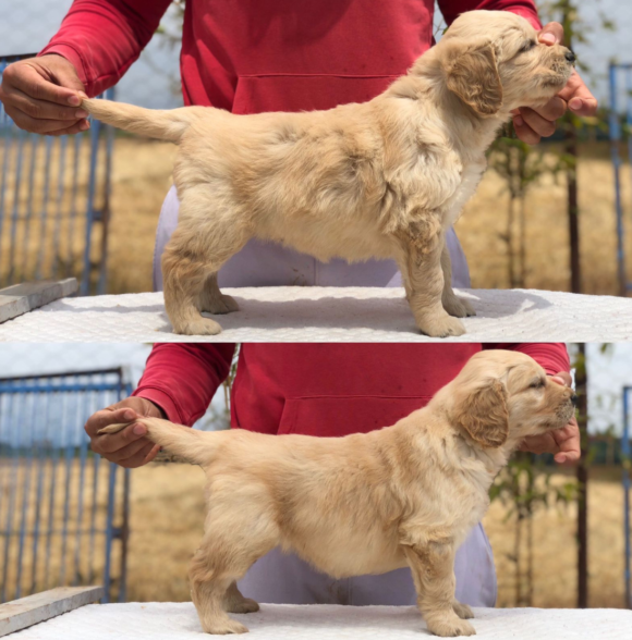 Elevage puppy casa