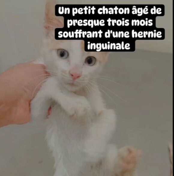 Cabinet vétérinaire Dr Kawtar Amine