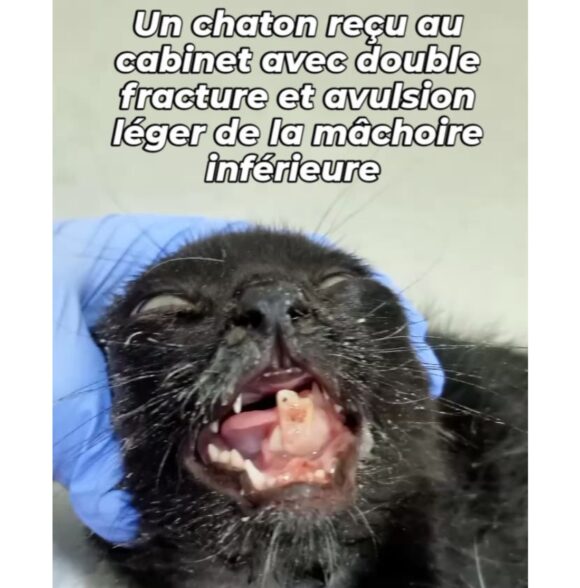 Cabinet vétérinaire Dr Kawtar Amine