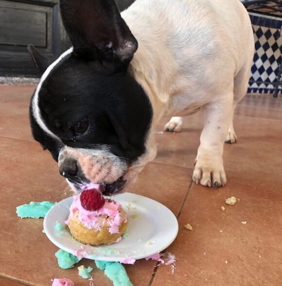 Pawtisserie
