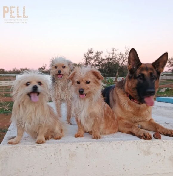 PELL dog services