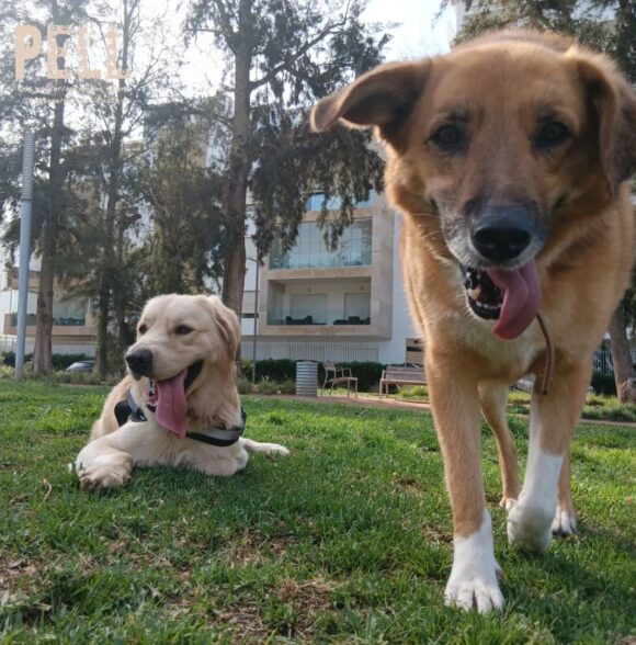 PELL dog services