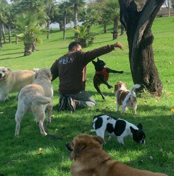 PELL dog services