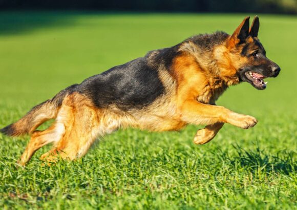 Le Berger Allemand : Un Chien d’Exception