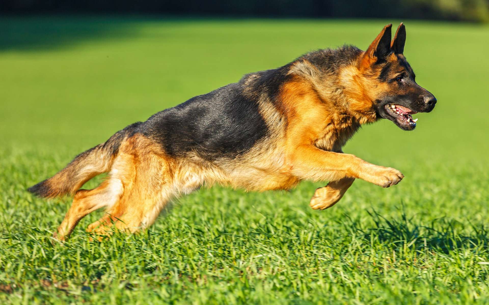 Le Berger Allemand : Un Chien d’Exception