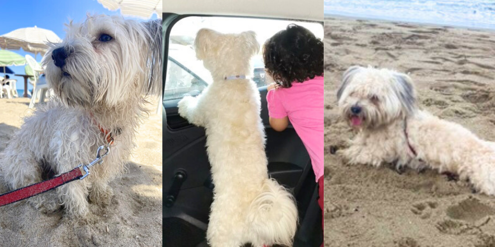 bichon havanais de 2 ans pour adoption