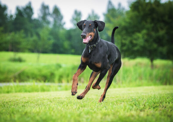 Le Doberman : Allure et Force au Service de l’Homme