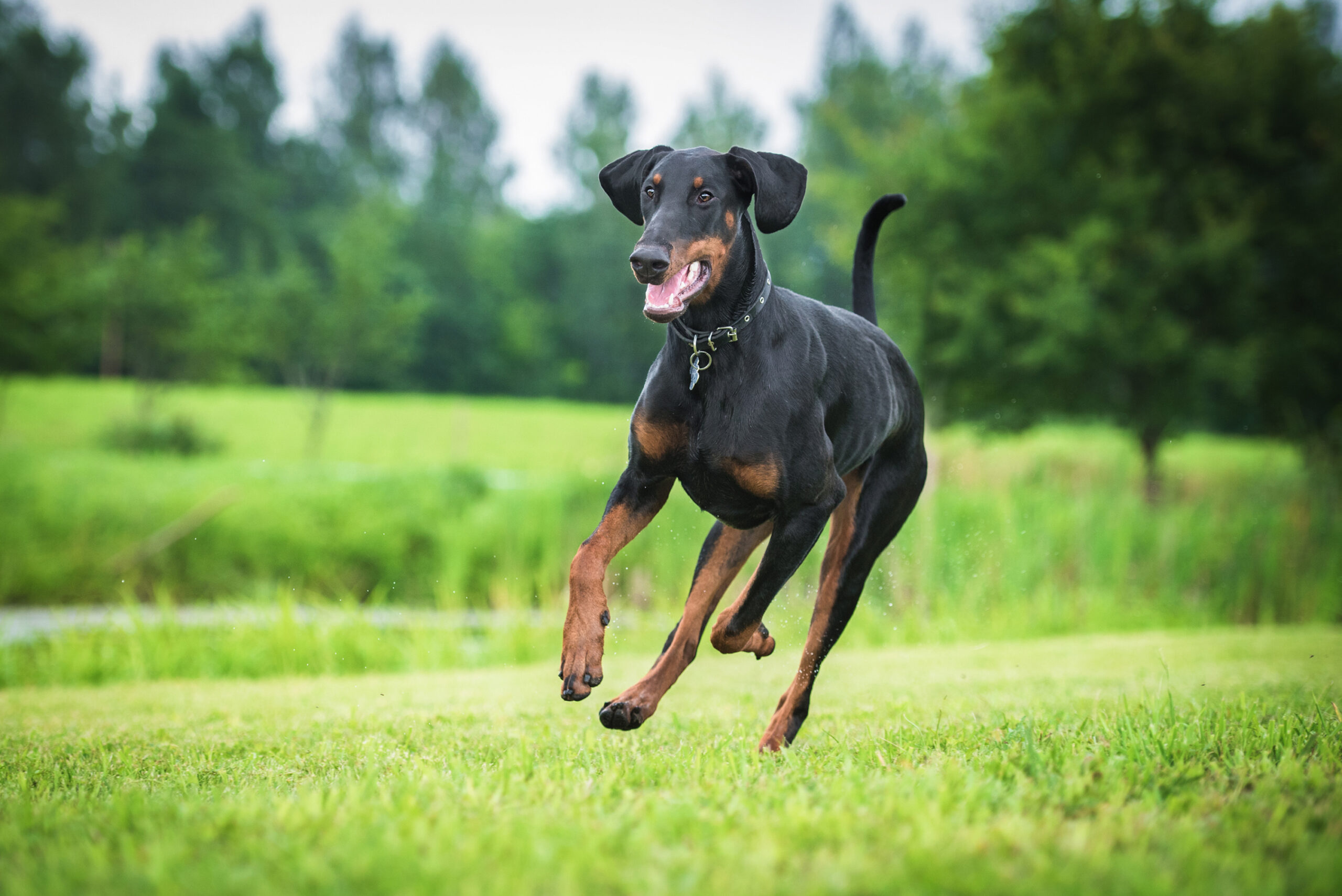 Le Doberman : Allure et Force au Service de l’Homme