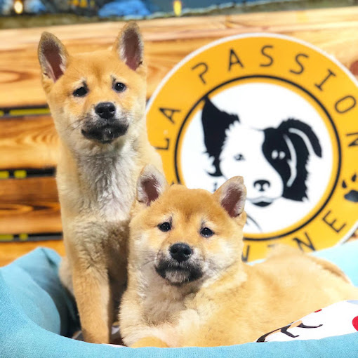 La passion canine val fleuri