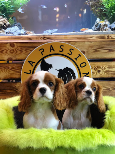 La passion canine val fleuri
