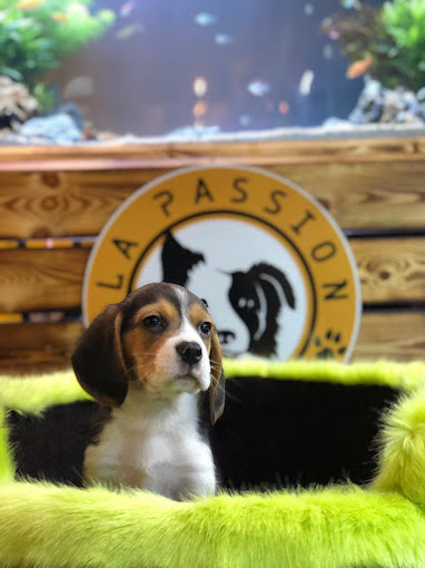 La passion canine val fleuri