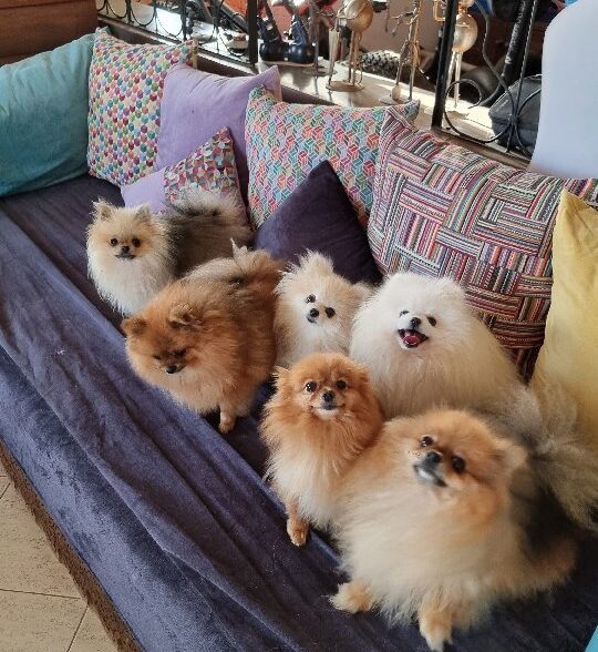 Spitz of love