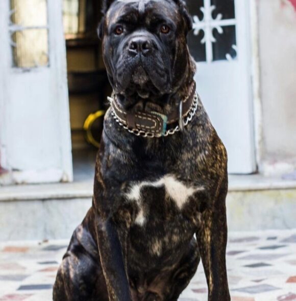 Elevage Athos