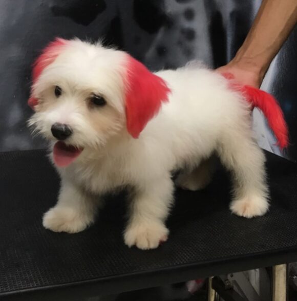 Linda pet services