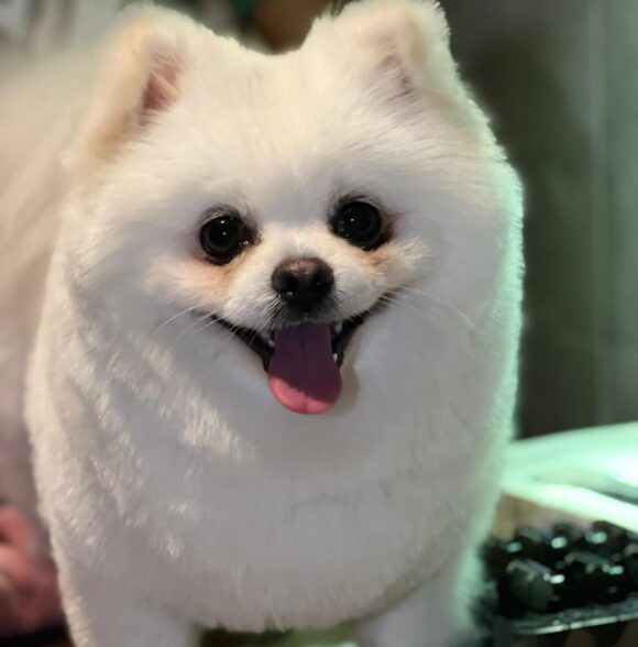 Linda pet services