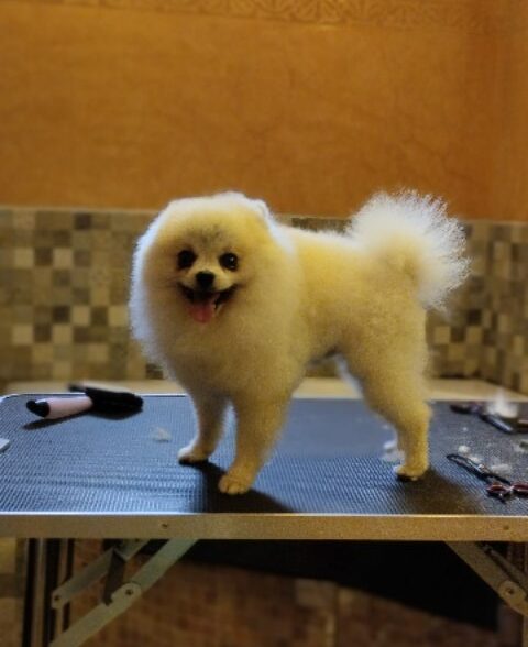Spitz of love
