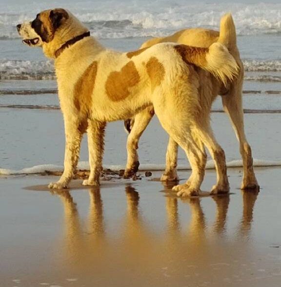A.M.I CANIN