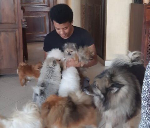Spitz of love