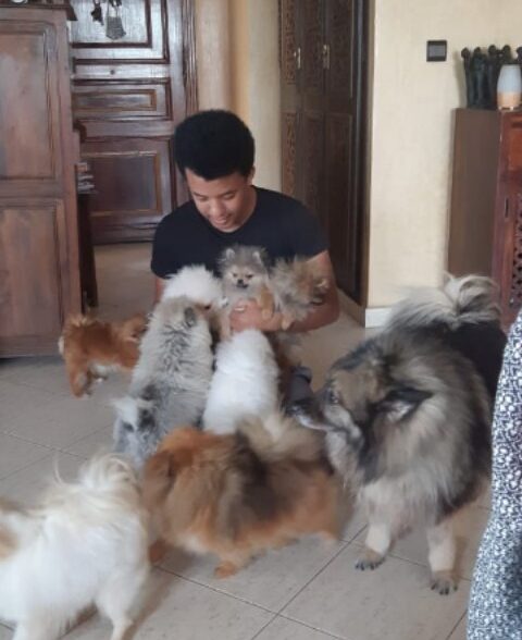Spitz of love