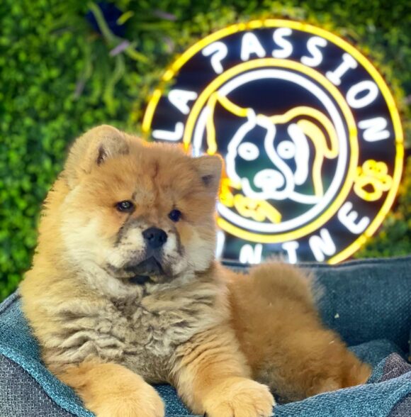 La passion canine taddart