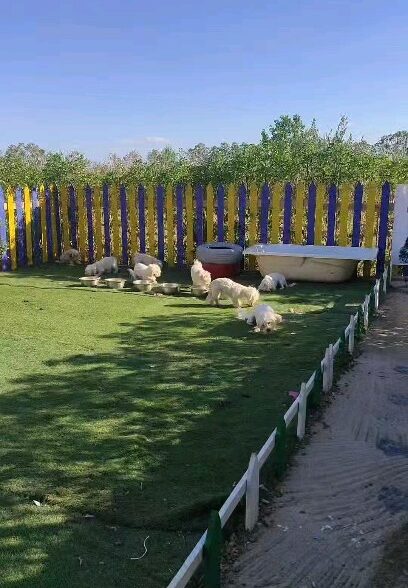 Pet's house