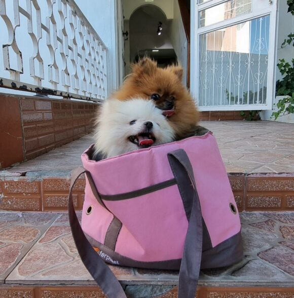 Spitz of love